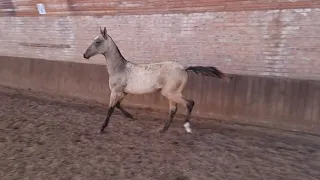 Продаётся ахалтекинский жеребец khal-Teke stallion for sale https://akhaltekellc.com/