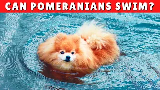 Can Pomeranians Swim? 🌊 If Yes, How Can You TEACH Them?