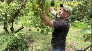 How Long Until My Avocado Tree Produces Fruit?