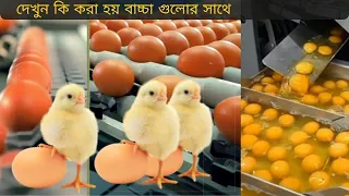 best uniq Chicken farming-chicken production egg-Amazing Korean Egg Harvesting & Processing Factory