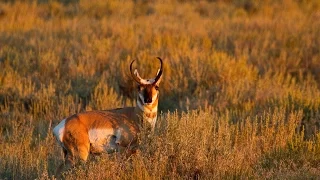Pronghorn: Experts in Speed and Sight