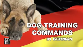 German Dog Training Commands - Robert Cabral Dog Training Video