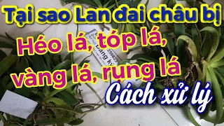 Tại sao lan đai châu bị héo lá, tóp lá, vàng lá và bỏ lá chân | Cách phục hồi bộ lá lan tai châu