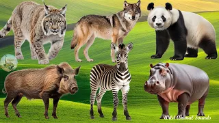 Happy Animal Moment Around Us: Lynx, Boar, Panda, Crocodile, Cranes, Donkey, Hippo - Animal Sounds