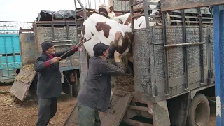 Kühe aus Europa auf Tiermärkten in Marokko (2020)