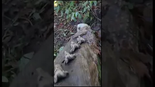 Anaconda Gigante Encontrada em exploração no Brasil #shorts