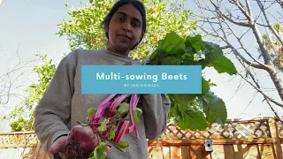 Multi Sowing Beets and Harvest