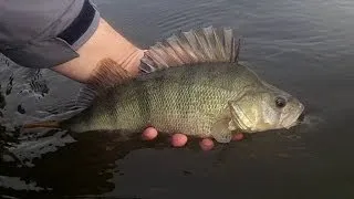 Riviervissen met kleine snoekbaars