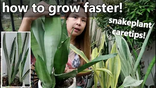 HOW TO GROW SNAKEPLANT/SANSEVIERIA FASTER! II Different Varieties Of Snake Plant/Sansevieria