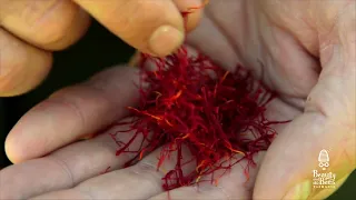 Saffron in Skincare? Why put the world’s most expensive spice on your face