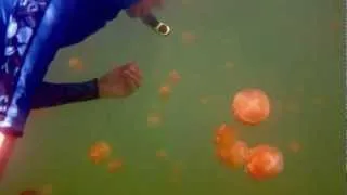 ongeim'l tketau (jellyfish lake) / palau