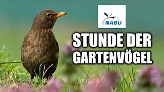 Besondere Vögel im Garten