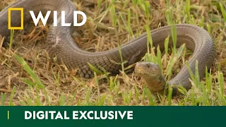 Can This Spitting Cobra Survive A Dog Fight? | Snakes In The City | National Geographic WILD UK