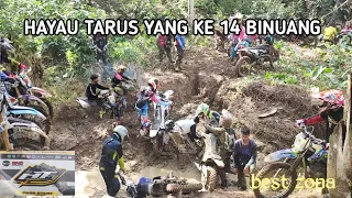 HAYAU TARUS 14 (( BINUANG ))