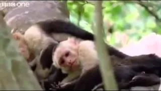 The Best Funny Talking Animals Compilation Video - Steve, Steve, Alan, Alan