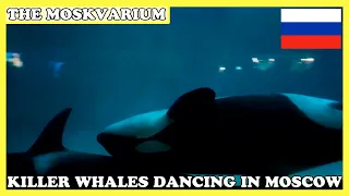 ▶️ KILLER WHALES SWIMMING INSIDE THE MOSKVARIUM | MOSCOW, RUSSIA | NOVEMBER 2019 ◀️