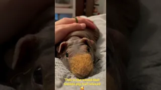 How Guinea Pig responds to human’s touch🔊