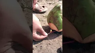 SUTLI BOMB VS COCONUT 😱 | SEE FULL VIDEO 🙏 | #diwali #experiment #sutlibomb #shorts #diwalispecial