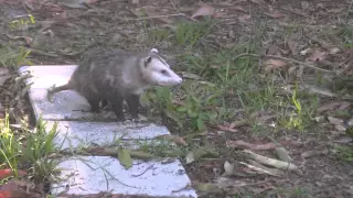 Possums mating in South Florida back yard
