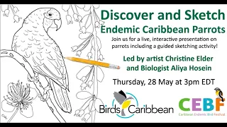 Discover and Sketch Caribbean Parrots