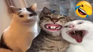Funniest Videos 2022 😂 Funny Cats 🐱 and Dogs 🐶 Part 31