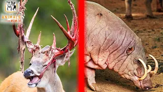 The most dangerous animal body parts that can kill them