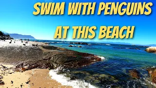 African Penguins at Boulders Beach Walking Tour - Simonstown, Cape Town,  South Africa