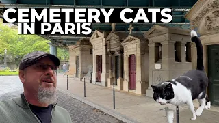 The Cemetery Cats of Paris (Cimetière de Montmartre)