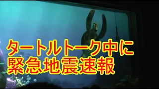 🔵【クラッシュが反応】緊急地震速報が鳴る【タートルトーク】東京ディズニーシー