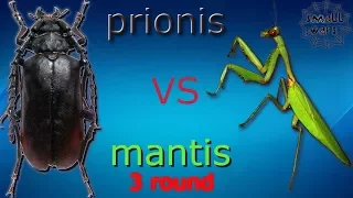 3 round Жук-кожевник vs богомол (Prionius vs mantis)