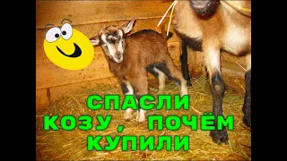 СПАСЕНИЕ КОЗЫ, ПОЧЁМ КУПИЛИ))