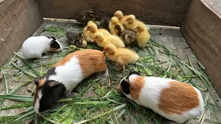 Cute Baby animal - Guinea pig, baby ducks, Rabbit