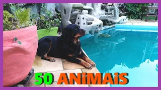 2.358- VLOGUINHO GIGANTE com TODOS os BICHOS (cinquenta animais de uma vez???)