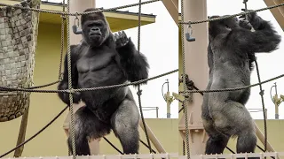 Shabani dances beautifully. Annie is so happy to play w/ Kiyo.⎮HIGASHIYAMA ZOO GORILLAS⎮東山動植物園ゴリラ