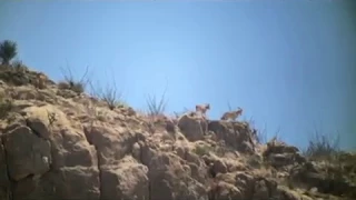 Long Range Aoudad Hunt Compilation