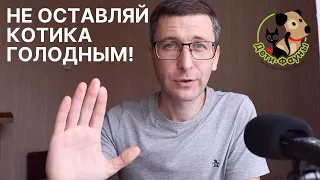 Кошка не хочет есть | Как накормить кошку? 7 способов