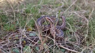 Adder (Vipera berus) 01-10-2023