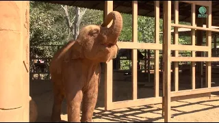 The shelter's gate become playground for elephant Wan Mai - ElephantNews