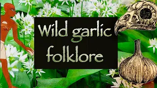 Wild Garlic: Folklore, Foraging, and Magic