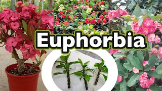 HOW TO PROPAGATE EUPHORBIA MILII, CORONA de CRISTO, EUPHORBIA PLANT TYPES
