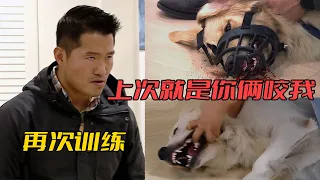 【合集】被訓犬師吊打過的金毛，後續真的有變化嗎？（補充訓練跳轉至21:55）