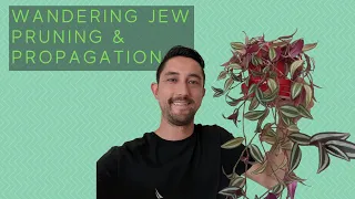 Propagating and Pruning Wandering Jew | Water vs Soil for Starting New Tradescantia Zebrina