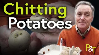 How to Start Potatoes Growing (Chitting Potatoes) - Pots & Trowels