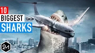 Top 10 Biggest Sharks In The World Ever Recorded!