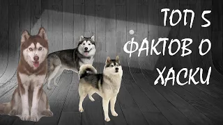 ТОП 5 ФАКТОВ О ХАСКИ