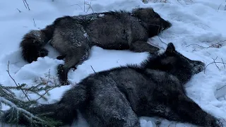 Wolf Bait ! Great first check ! Alberta Trapline