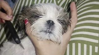 Gentle Motherly Care: Omee's After-Meal Sleepy Cleanup #shihtzu #puppy #petlover #sleep