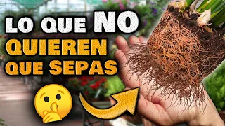 Los VIVEROS NO QUIEREN que SEPAS ESTO | 3 SECRETOS para Cuidar tus PLANTAS Huerto Urbano Jardín