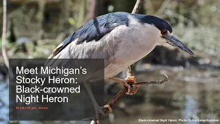 Meet Michigan's Stocky Heron: Black-crowned Night Heron