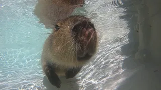 capybara pool fun time in the sun